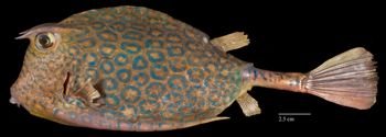 Media type: image;   Ichthyology 29186 Aspect: lateral